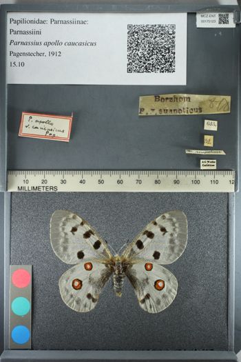 Media type: image;   Entomology 175123